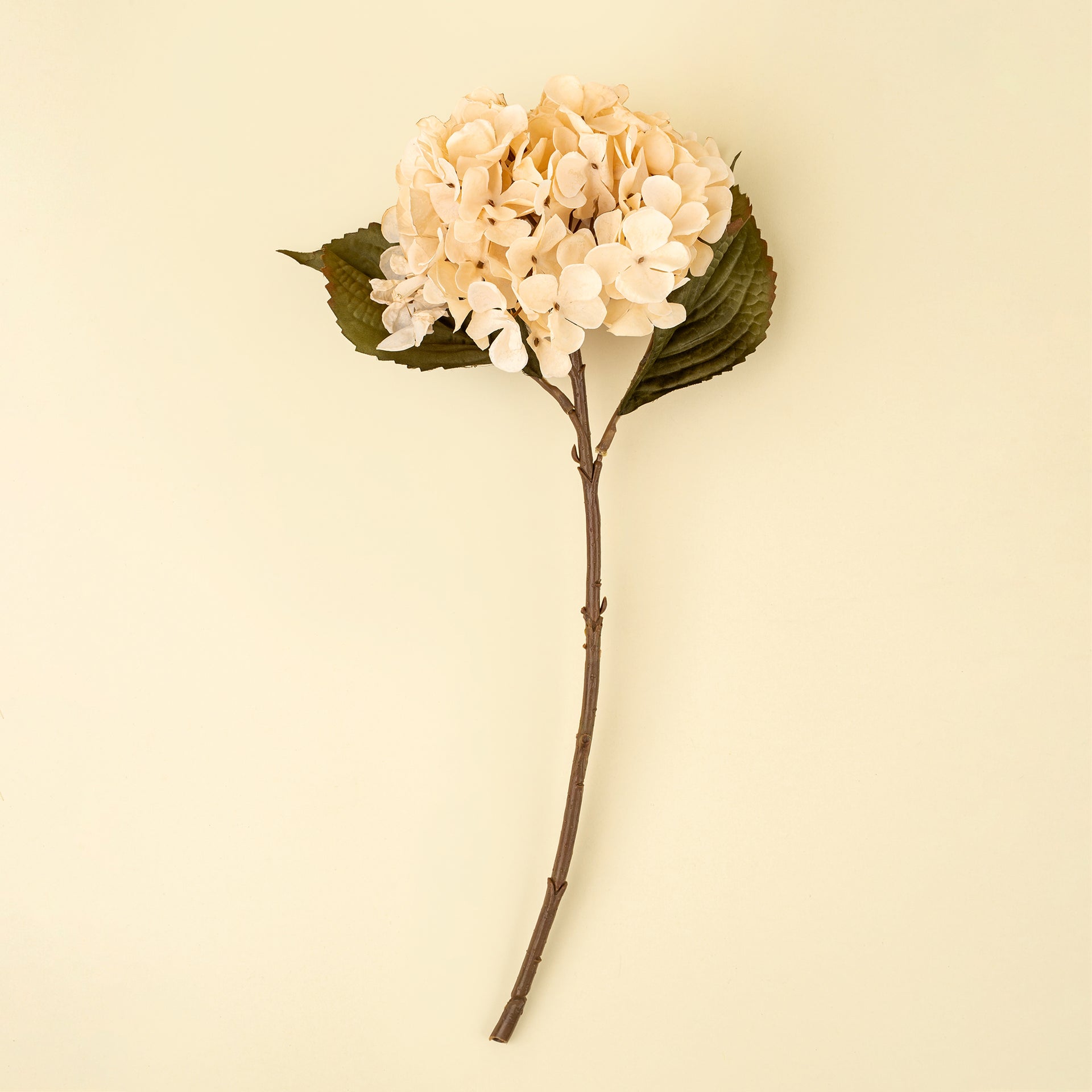 Hydrangea Floral Stem, Cream