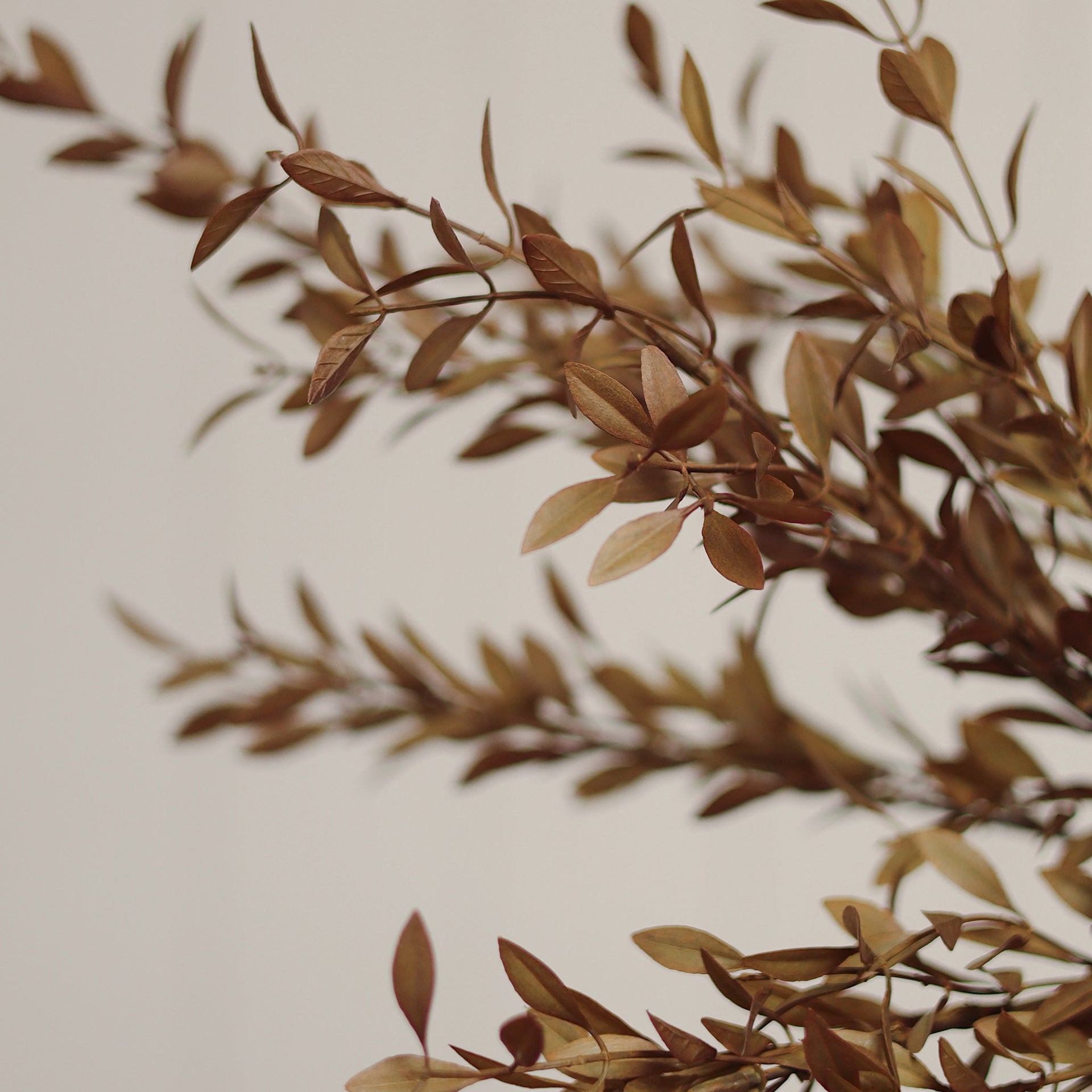 Willow Leaf Spray, Harvest