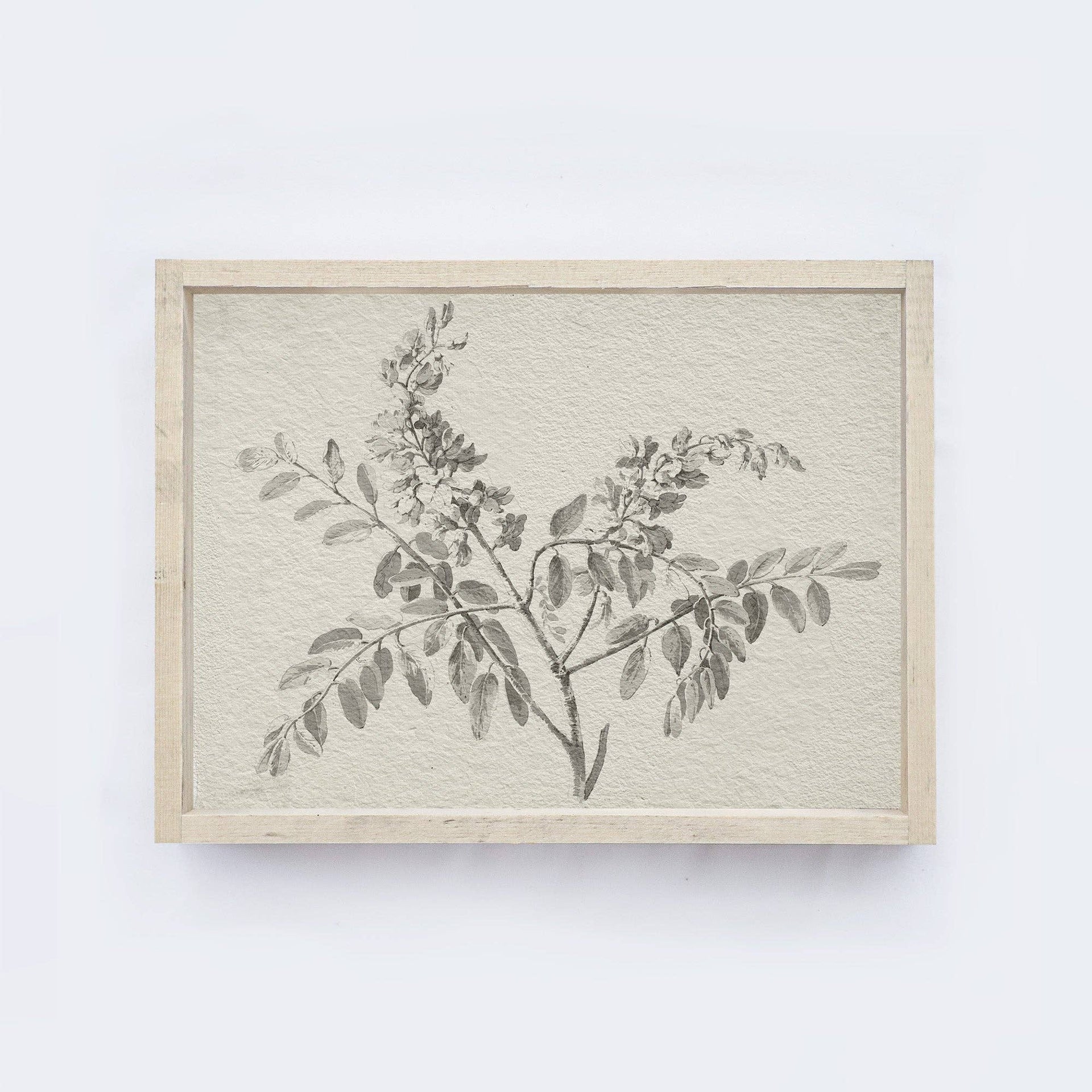 Vintage Print Framed | Botanical Watercolour Painting A75