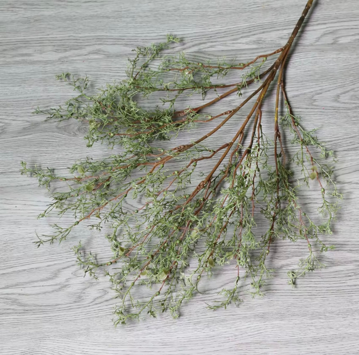 Wild Cypress Stem