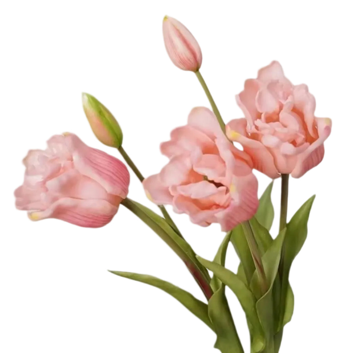 Parrot Tulip Bundle