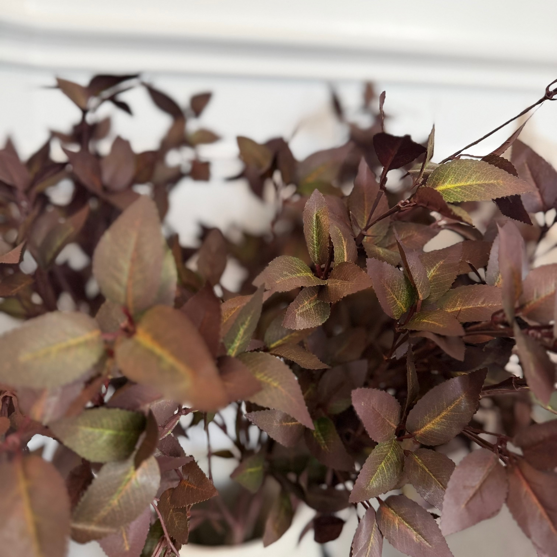 Fall Boxwood Stem