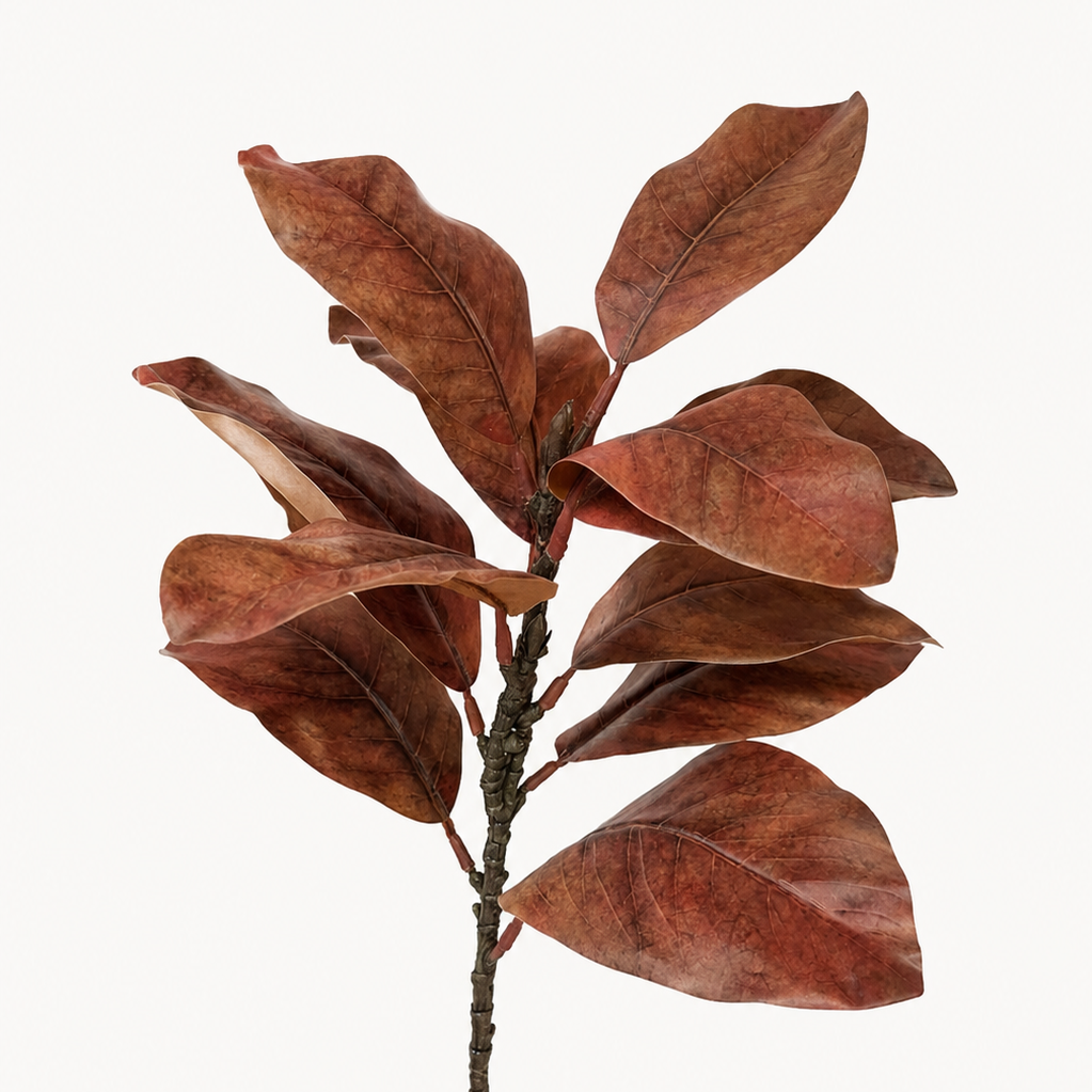 Fall Magnolia Leaf