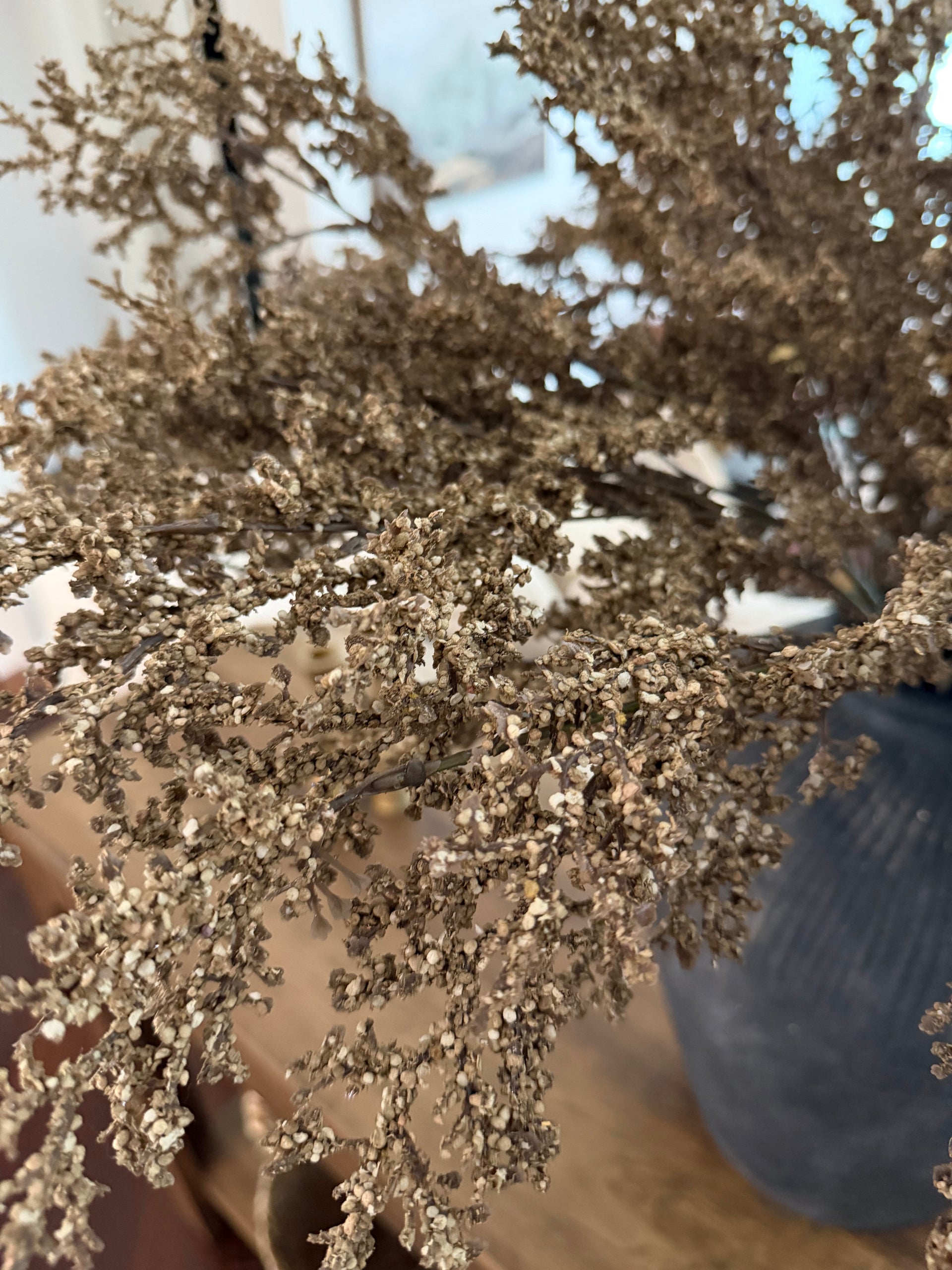 Limonium Sinuatum Stem