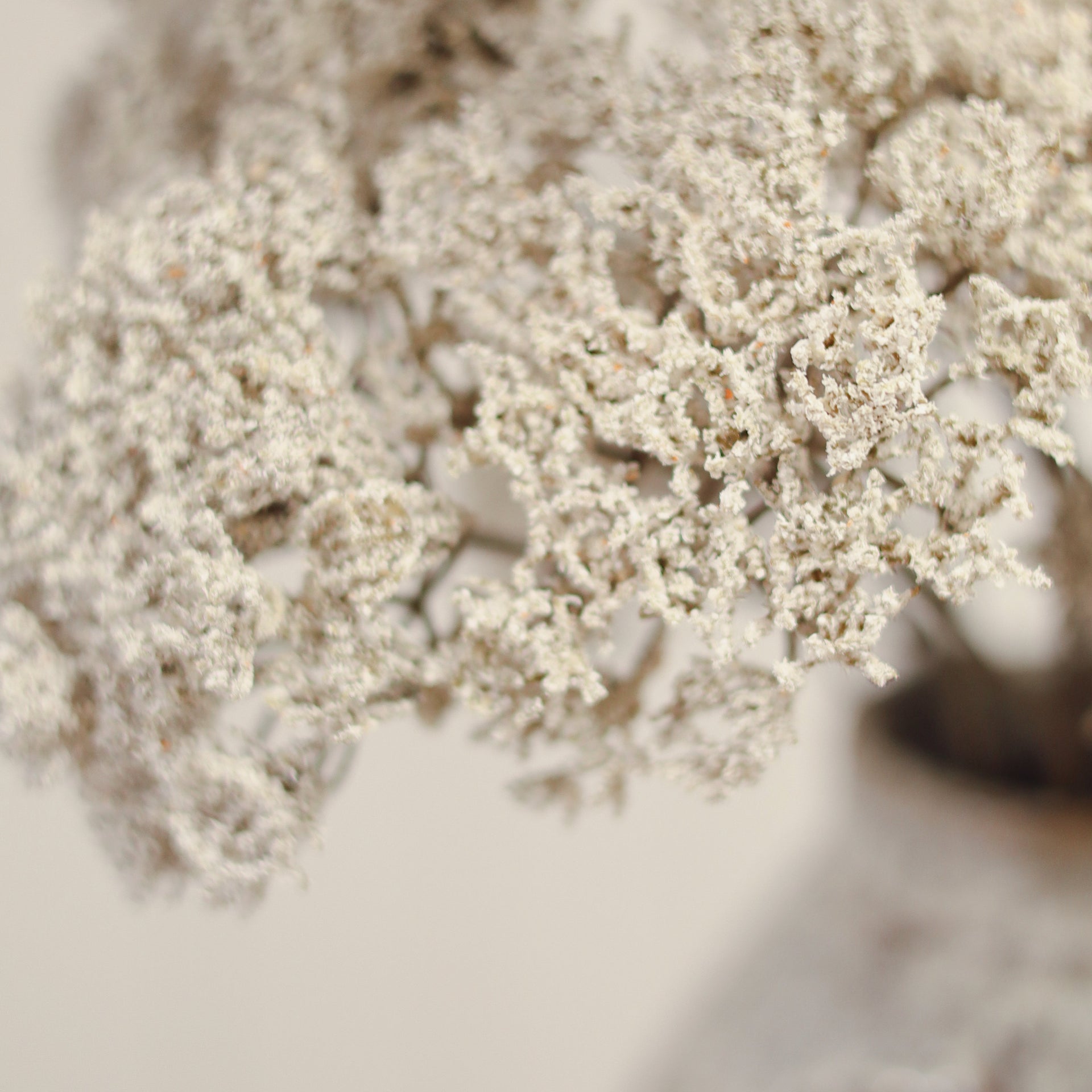Queen Anne's Lace Spray